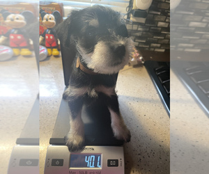 Schnauzer (Miniature) Puppy for sale in CLOUD LAKE, FL, USA