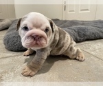 Small Photo #12 English Bulldog Puppy For Sale in PORT SAINT LUCIE, FL, USA