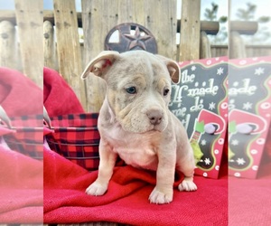 American Bully Puppy for sale in KATY, TX, USA