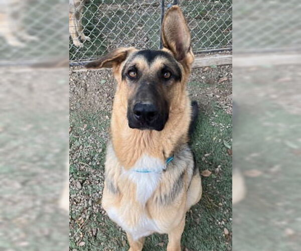 Medium Photo #4 Mutt Puppy For Sale in Ventura, CA, USA