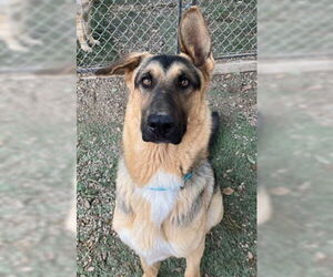 Mutt Dogs for adoption in Ventura, CA, USA