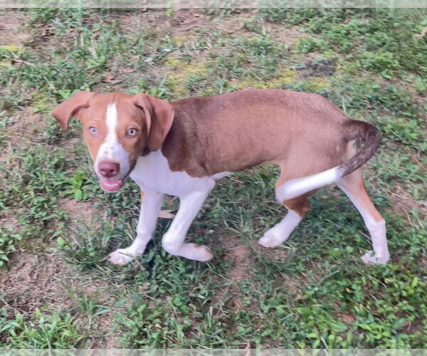 Medium Photo #5 Beagle-Unknown Mix Puppy For Sale in Acworth, GA, USA