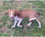 Small #4 Beagle Mix