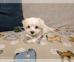 Puppy Percy Maltese