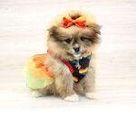 Small Photo #10 Pomeranian Puppy For Sale in LAS VEGAS, NV, USA