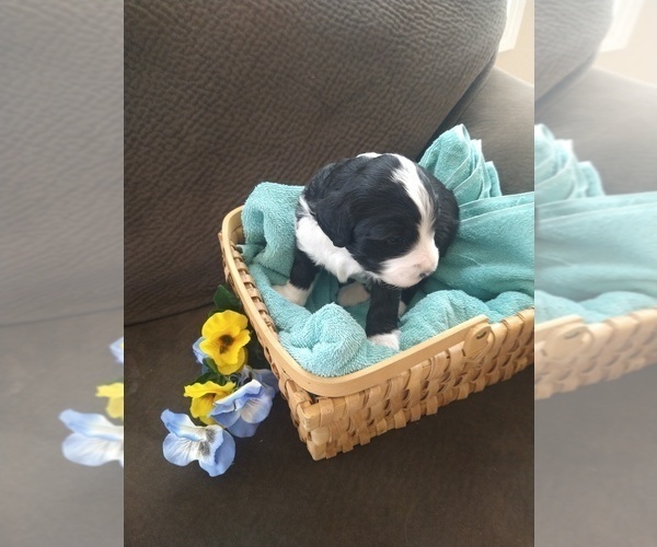 Medium Photo #6 Bernedoodle Puppy For Sale in CALHAN, CO, USA
