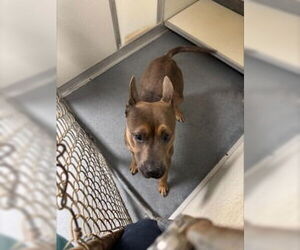 Mutt Dogs for adoption in Glen Allen, VA, USA