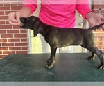 Puppy Puppy 3 German Shorthaired Pointer