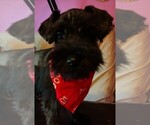 Small #3 Schnauzer (Miniature)