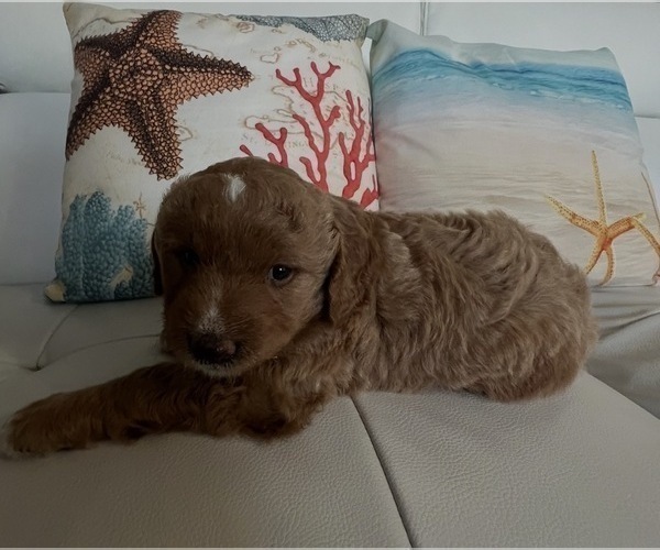 Medium Photo #7 Goldendoodle Puppy For Sale in LAKEWOOD RANCH, FL, USA