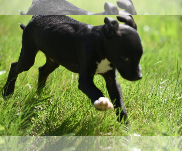 Medium Photo #9 Shepradors Puppy For Sale in Mechanicsburg, PA, USA