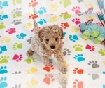 Small #7 Cavapoo (Miniature)-Poodle (Toy) Mix