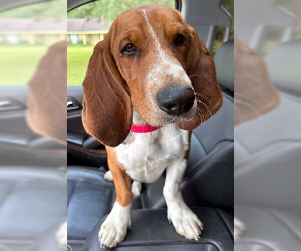 Medium Photo #2 Basset Hound Puppy For Sale in Deepwater, NJ, USA