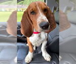 Small #1 Basset Hound