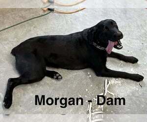 Mother of the Labrador Retriever puppies born on 05/31/2026