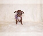 Small #6 Chihuahua