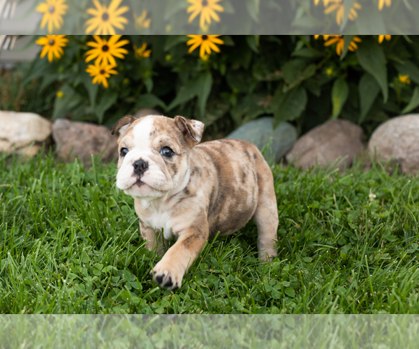 Medium Photo #5 English Bulldog Puppy For Sale in BOURBON, IN, USA