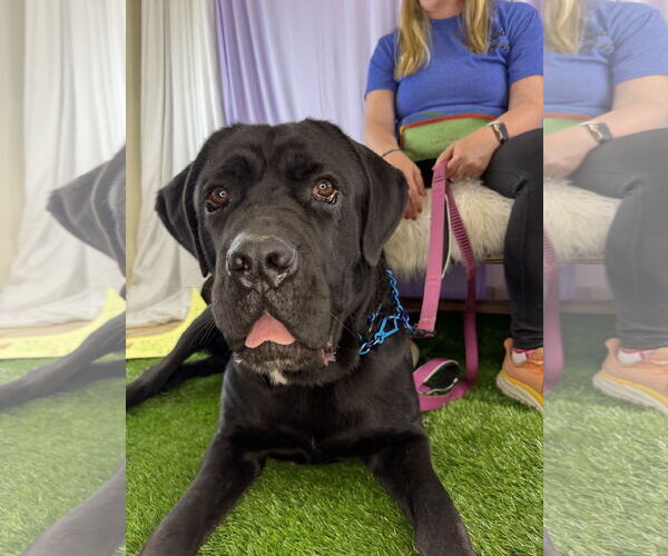 Medium Photo #3 Mutt Puppy For Sale in Goodyear, AZ, USA