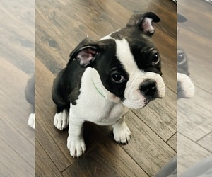 Boston Terrier Puppy for Sale in OGDEN, Utah USA