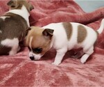 Small Photo #7 Chihuahua Puppy For Sale in MOUNT AIRY, NC, USA