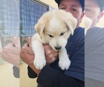 Small #1 Anatolian Shepherd-Siberian Husky Mix