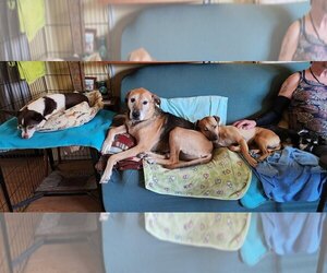 Ozzy * Courtesy Post* - Male Mutt Dog for Adoption - Photo #3
