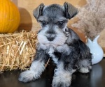 Small #4 Schnauzer (Miniature)