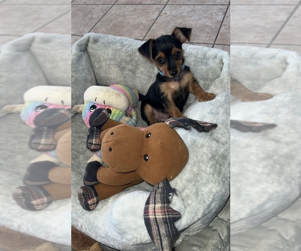 Medium Photo #1 Yorkshire Terrier Puppy For Sale in LABELLE, FL, USA