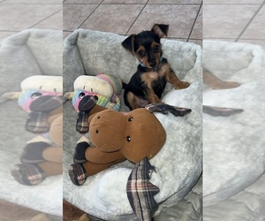 Yorkshire Terrier Puppy for sale in LABELLE, FL, USA