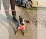 Small Photo #7 Texas Heeler Puppy For Sale in PAOLA, KS, USA