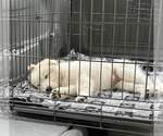 Small #4 Great Pyrenees