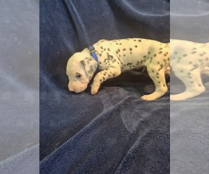 Medium Dalmatian