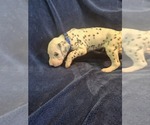 Puppy 1 Dalmatian