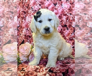 English Cream Golden Retriever Puppy for sale in ELKTON, MD, USA