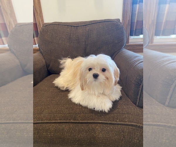 Medium Photo #2 Shih Tzu Puppy For Sale in CANOGA, NY, USA