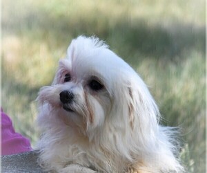 Mother of the Maltese puppies born on 02/10/2023