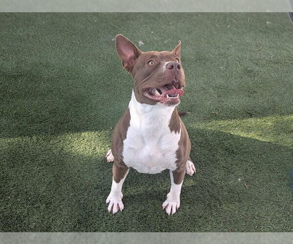 Medium Photo #1 Mutt Puppy For Sale in Corona, CA, USA