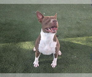 Mutt Dogs for adoption in Corona, CA, USA