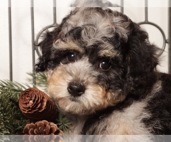 Medium Photo #10 Poochon Puppy For Sale in NAPLES, FL, USA