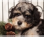 Small Photo #10 Poochon Puppy For Sale in NAPLES, FL, USA