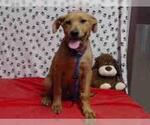 Small #2 Labrador Retriever