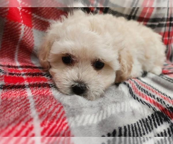Medium Photo #4 Maltese-Poodle (Toy) Mix Puppy For Sale in GRANDVILLE, MI, USA