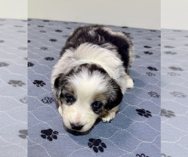 Medium Photo #66 Miniature Australian Shepherd Puppy For Sale in SALISBURY, NC, USA