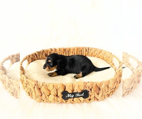 Medium Photo #8 Dachshund Puppy For Sale in DAVIS, CA, USA