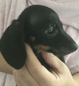 Medium Photo #5 Dachshund Puppy For Sale in HAINES CITY, FL, USA