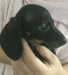 Small Photo #5 Dachshund Puppy For Sale in HAINES CITY, FL, USA