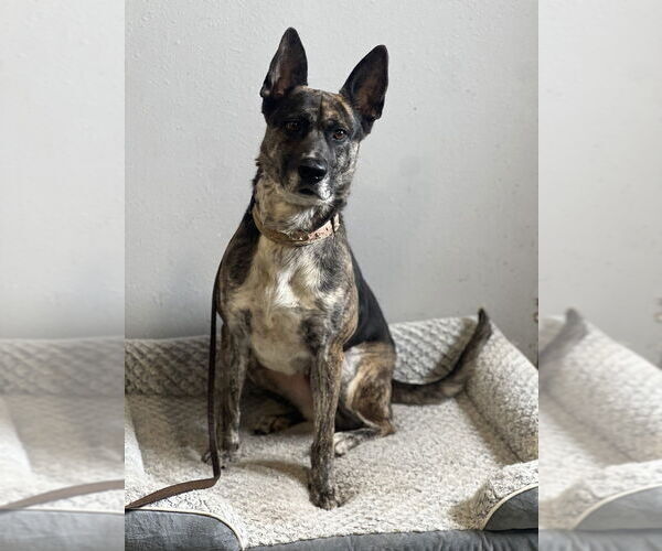 Medium Photo #3 Holland Shepherd-Unknown Mix Puppy For Sale in Dana Point, CA, USA