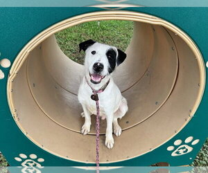Mutt Dogs for adoption in Fort Collins, CO, USA