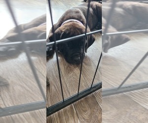 Medium Cane Corso