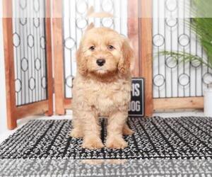 Goldendoodle (Miniature) Puppy for sale in NAPLES, FL, USA